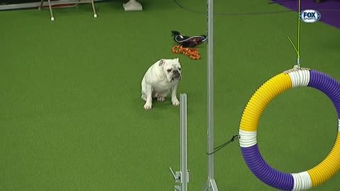 Watch Rudy the Bulldog crush the 2019 WKC Master Agility course | FOX SPORTS