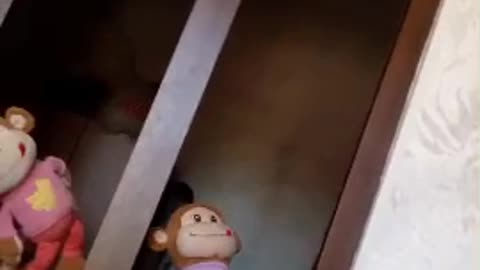 Best Monkey dance