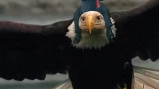 Save America - Trump on an Eagle