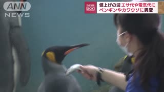 Penguins Reject Cheap Fish At Japanese Aquarium
