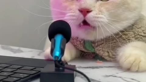 Cat singing song