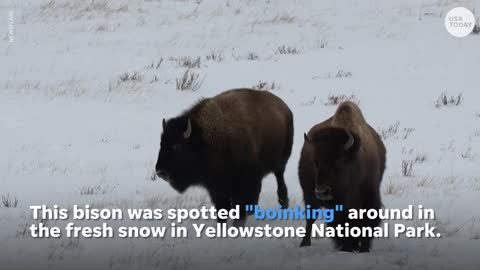 Bison in Yellowstone excitedly prances in fresh snow | USA TODAY