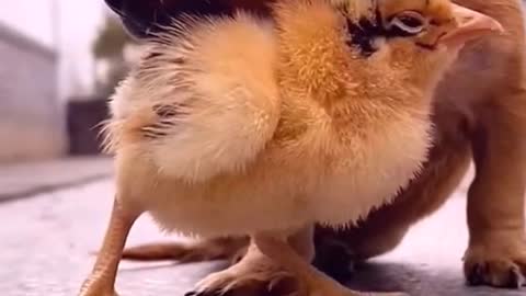 puppy and duckling become friends!