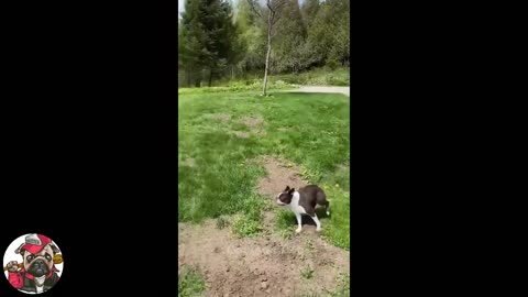 Totally Random Funny Dog Video