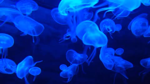 Watch a jellyfish swim in the sea with relaxing soothing music