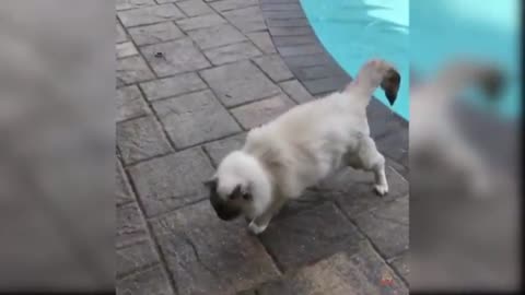 Cat fell into water new funny video