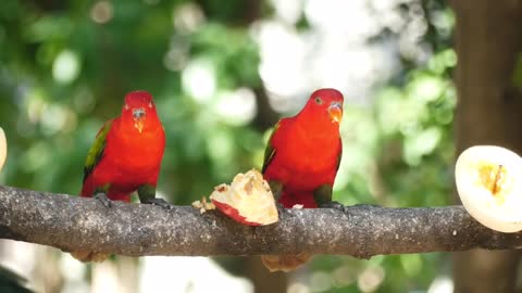 Parrots enjoy sharing Apple fruit