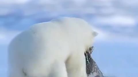 Polar Bear Catches Seal