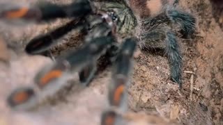 My suntiger tarantula!