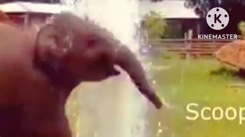 baby Elephant playing with water fountain