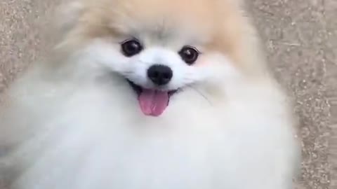 dog cute puppy sort video