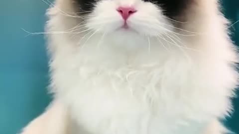 ❤️ cute baby---- _shorts _cat video.