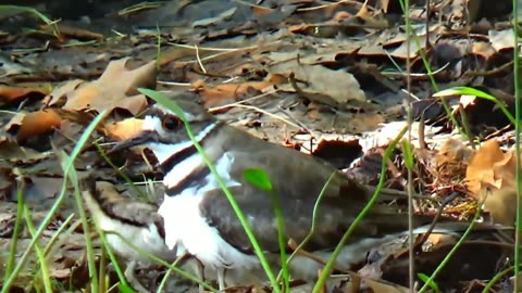 Killdeer Chicks