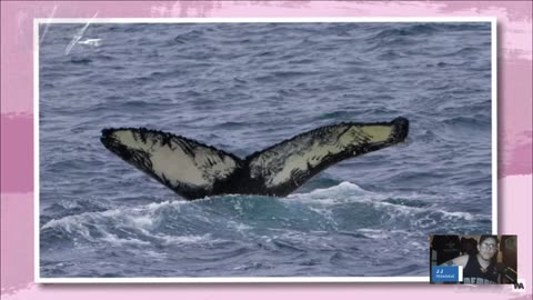 FRIDAY NIGHT OCEAN STREAM...ORCAS EATING WHALES TONGUES AND MORE!