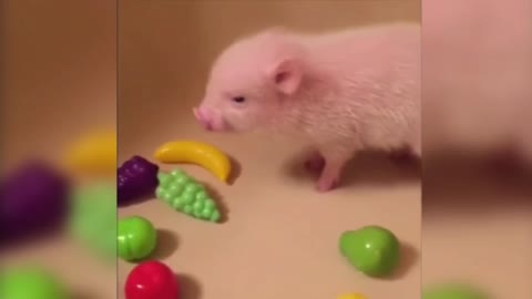 Cute little pig, fun children play; Children are also gods.