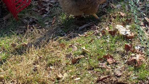 Hannah foraging outside the run. April 1, 2023