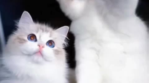 Fanny Cat Video and Cute Cat Video