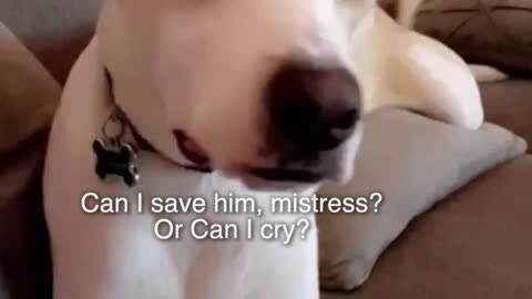 Dog watches movie and gets concerned after seeing dog actors get hurt