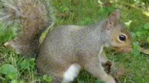 Squirrel reactions with the strawberry 🍓, #motivation