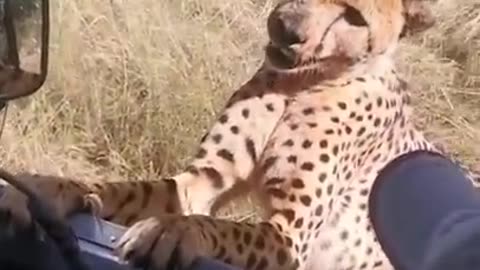 Cheetah gets too close for comfort 🐆