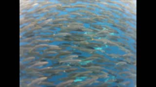 Bait Ball - Underwater Camera In The Pacific