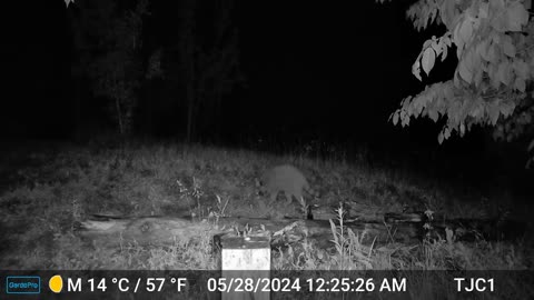 Deer and Raccoon Encounter