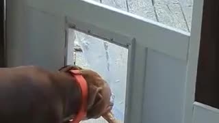 Dog Door Stick Struggles