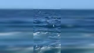 Simon Nellist Shark Attack (Viewer Discretion is Advised)