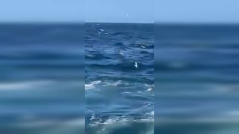 Simon Nellist Shark Attack (Viewer Discretion is Advised)