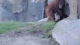 Cute Orangutan on the Move