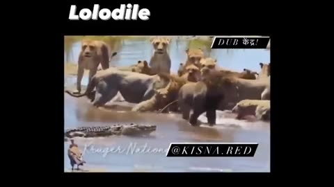 lolodile 🐊 funny dub video 😂