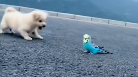 Dog playing with parrot!! Cute puppy!!