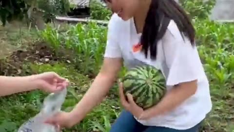 A story of watermelon i funny video