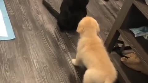 Cat had enough of the Puppy... Ft- goldentoast_