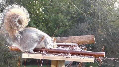 Squirrel Gray Squirrel Bird Table Uk Animal Grey