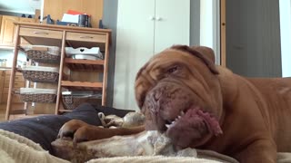 dogue-de-bordeaux-morgan-chewing-on-a-very-large-bone