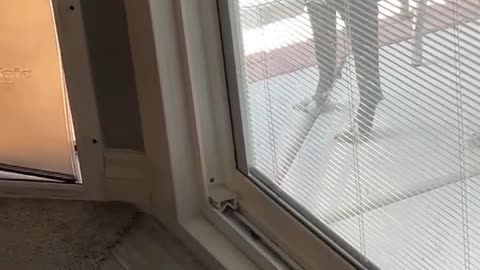 Pup teaches little sister to use the doggie door