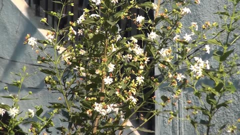 Nyctanthes Arbor Tristis, Fragrant Night Jasmine Shrub or Small Tree