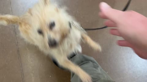 Cute Dog In Wal-Mart