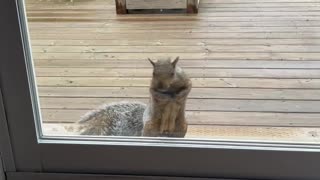 Persistent Squirrel Asks For Treats