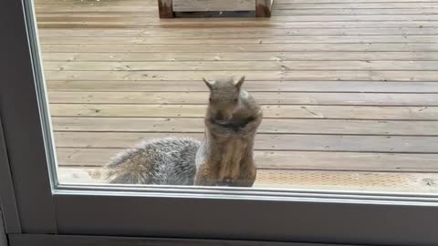 Persistent Squirrel Asks For Treats