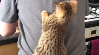 Cats Climb on Owner's Back