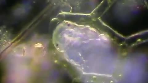 A microscopic tardigrade going for a stroll through some algae.