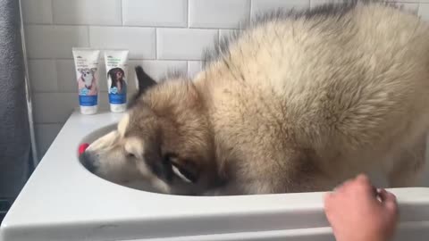 Giant Sulking Dog Hates Bath Time But Baby Helps Him (Cutest Duo EVER!!)-11