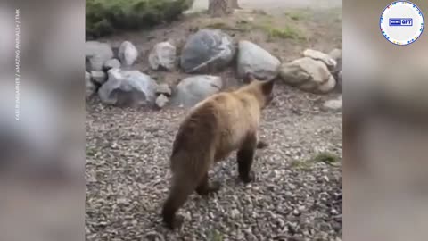 Knock, knock, who's there? Bear cubs pull on house’s front door