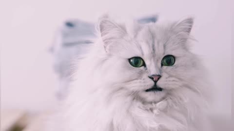 Cute White Cat 😽💞