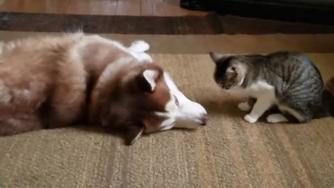 Cat bullies Our Husky