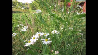 Fall Blooming White Doll's Daisy Sept 2022