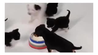 Puppy's meet kittens for the first time