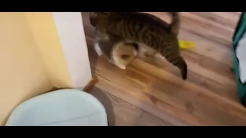 Funny Animal Videos